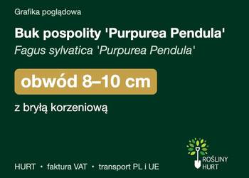 Buk pospolity 'Purpurea Pendula' obwód 8-10 cm, z bryłą – HURT
