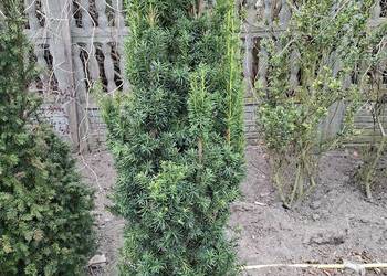 Mega Wysoki,Gęsty Żywopłot Cis Hicksii