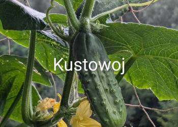 Ogórek  Rosyjski Gruzin Kustowoj Palczik Nasiona kolekcja