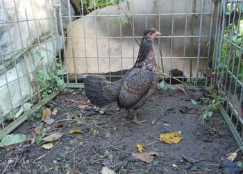 Kurki liliputki - 5 kurek w różnych barwach