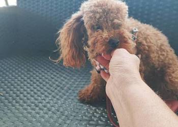 Pudel toy mini-reproduktor