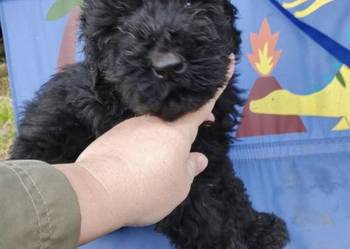 Sprzedam suczkę terier rosyjski czarny