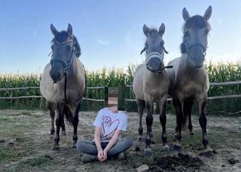 Na sprzedaż – 3 KONIKI POLSKIE