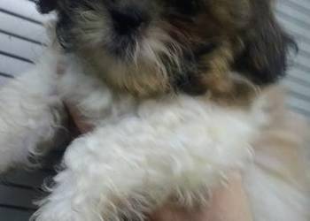 Piesek Shih tzu