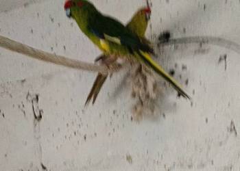 Modrolotki kozie - pary legowe