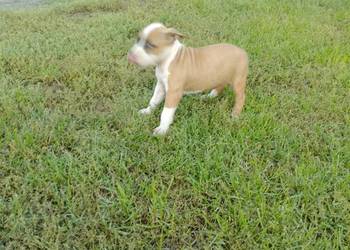 Amstaff
