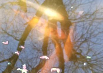 KARP Koi ALFA z narybkiem sprzedam