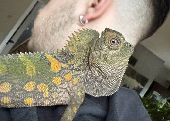 Młoda para agamy kameleonowatej Młoda para agamy kameleonowatej