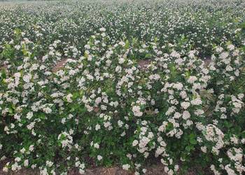 Aronia sadzonki galicjanka i nero