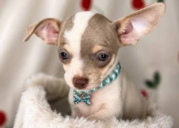 "BÓJKA" Chihuahua Biała z znaczeniami