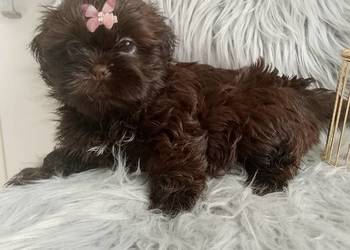 GOTOWA DO ODBIORU czekoladowa suczka rasy Shih-Tzu