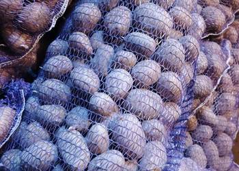 Sadzeniak Soraya 0.70gr/kg