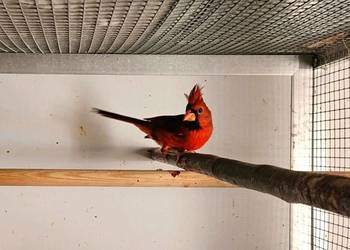 Kardynał czerwony samiec