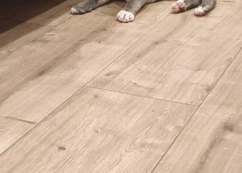 Amstaff suczka i piesek szczeniaki American Staffordshire Terrier