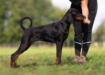Doberman linia amerykańska suczka ZKwP/FCI