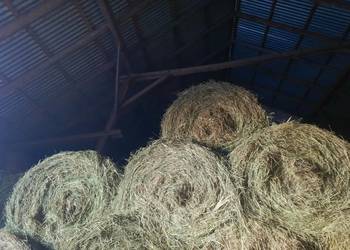 Siano z pierwszego i drugiego pokosu 2025