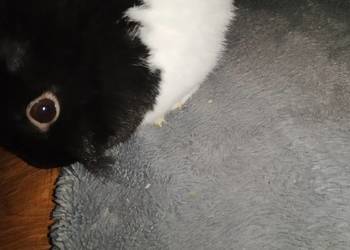 Królik samica miniaturka