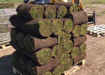 40m² trawa w rolce - Plantacja