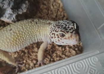 Eublefar lamparci