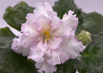 Fiołek afrykański kwitnąca sadzonka