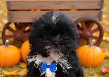GOTOWY DO ODBIORU czarny piesek rasy Shih-Tzu