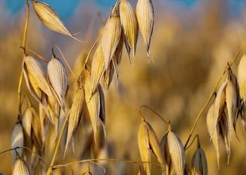 Owies Nawigator 2025 rok po centrali