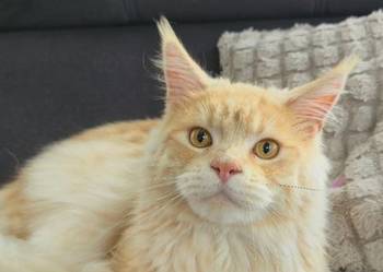Maine coon kocurek hodowlany