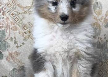 Amaya sheltie - suczka marmurkowa po rodzicach pracujących