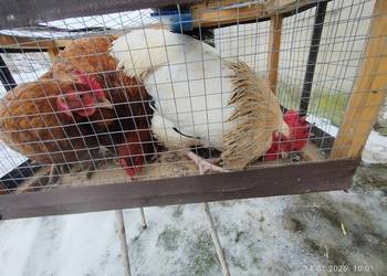 Kogut i dwie kury nioski