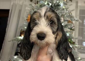 PBGV szczeniak petit basset griffon vendeen ZKWP