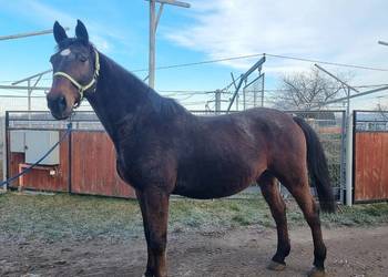 Sprzedam konia, wałacha