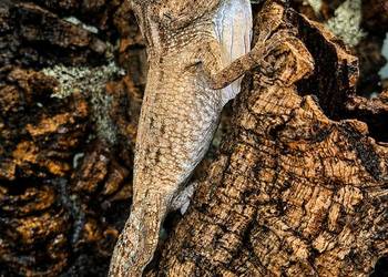 Anolis brodaty nsex