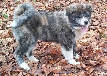 Szczenięta Japońska Akita Inu