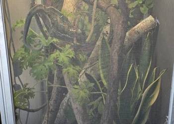 Terrarium dla Agaty lub kameleona