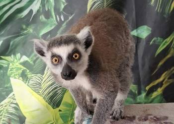 Lemur catta