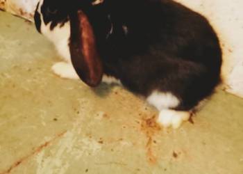 Sprzedam królika samca  ( dobrego do zakacania krzyżówka Barana609582215