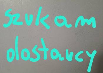 Gałęzie jodły kaukaskiej , pospolitej na wiązanki wieńce