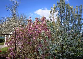 działka ogrodowa nad jeziorem Nysa Saperska 4 ary