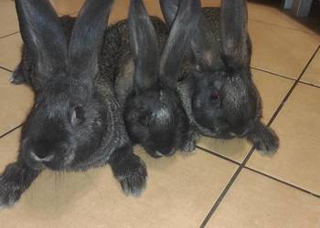 Olbrzym belgijski żelazisty