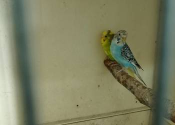 Papugi faliste 3szt.