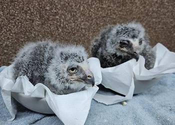 Sowa Puchacz Śnieżny ( Bubo scandiacus ) Pisklaki 06/2025