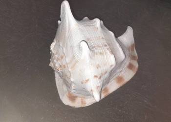 Muszla morska Cassis Cornuta 23cm