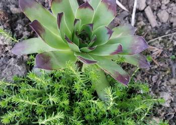 Zestaw roślin na skalniak 100 sztuk mix gatunków