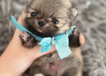 Szczeniaki rasy Szpic miniaturowy