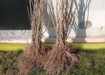 Porzeczka czarna czerwona sadzonka sztobry