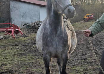 Klacz Czystej Krwi Arabskiej