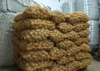 Soraya Ziemniaki wielkości sadzeniaka TRANSPORT