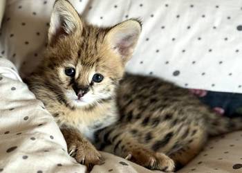 Serwal Afrykański Serval karmiony butelką legalna hodowla