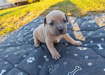 Szczeniak - Amstaff