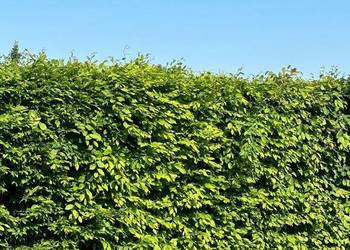 Grab pospolity (Carpinus betulus) na żywopłot 150-200 cm, z gruntu